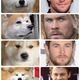 Illustration for article titled Chris Hemsworth Really Looks Like a Dog
